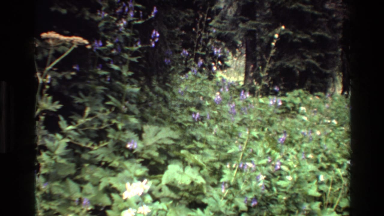 1980 8mm view of Grand Teton woodland undergrowth with blue and white wildflowers among dense green foliage.