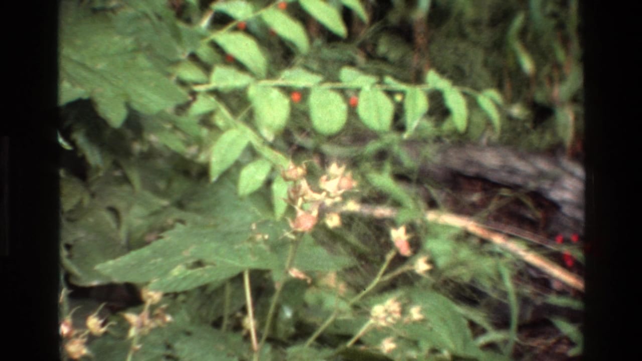Close view of leafy forest plants with a fallen log and small pale blossoms in the background.