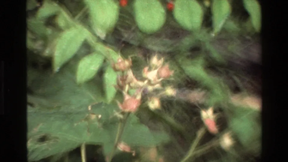 Soft 1980 8mm close-up of Grand Teton woodland leaves and pale wildflower buds in dense undergrowth.