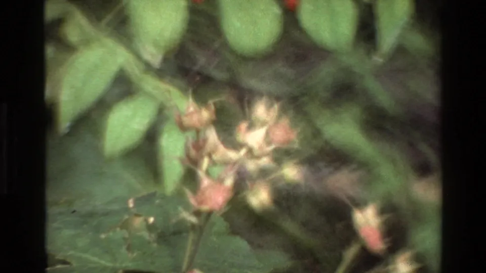 Grand Teton 8mm close-up of green leaves and pale buds, with soft focus and visible film grain.
