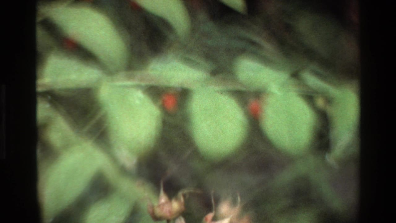 Soft 8mm frame of green foliage and small red berries in Grand Teton, Wyoming, based on supplied 1980 clip metadata.
