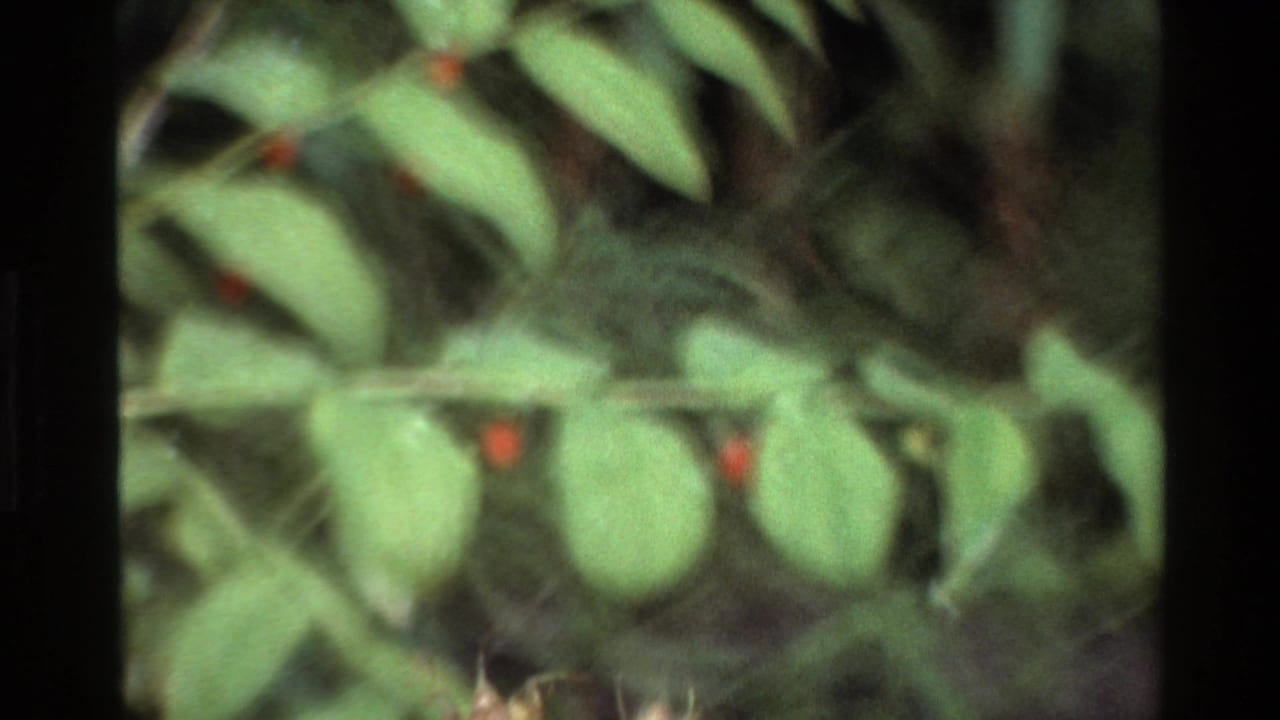 Green leaves and red berries seen through a blurry 8mm frame.