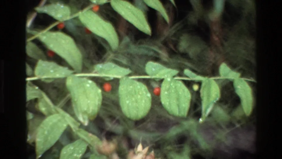Close 8mm view of green leaves, red berries, grasses, and dark forest undergrowth in the supplied Grand Teton 1980 clip.