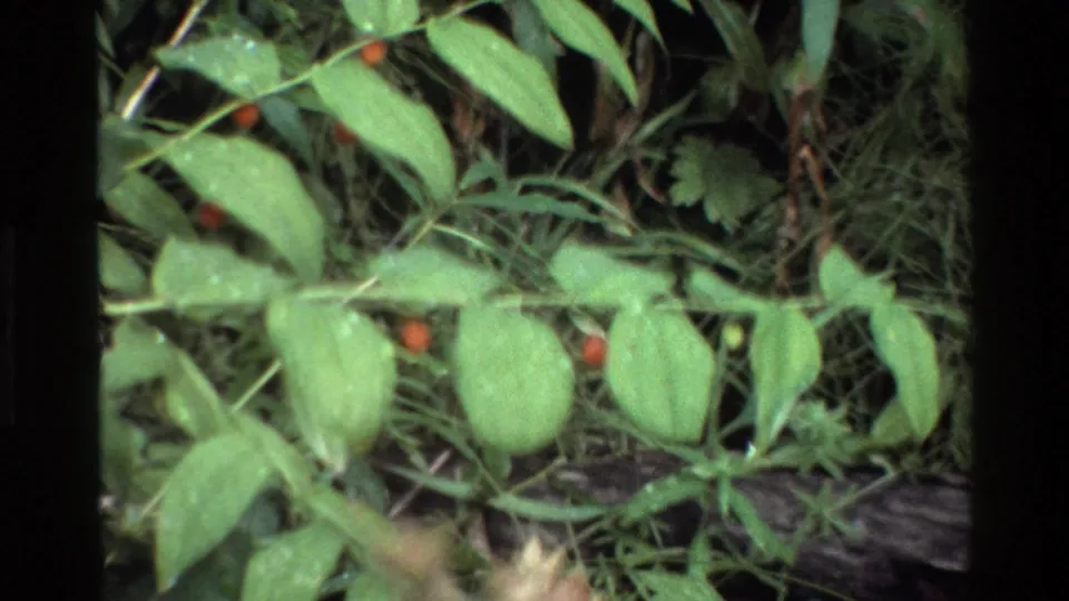 Softer 8mm frame of a green leafy branch with red berries over grasses and ground cover, tied to Grand Teton by clip metadata.