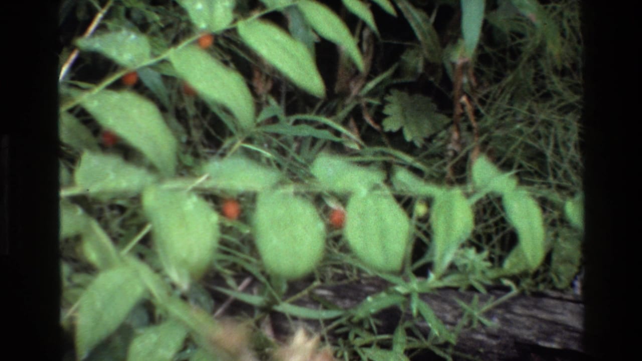Grand Teton 1980 home-movie frame showing green leaves, grasses, and a weathered log on the forest floor.