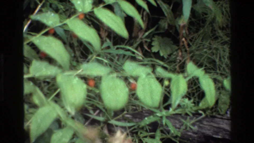 Grand Teton 1980 home-movie frame showing green leaves, grasses, and a weathered log on the forest floor.
