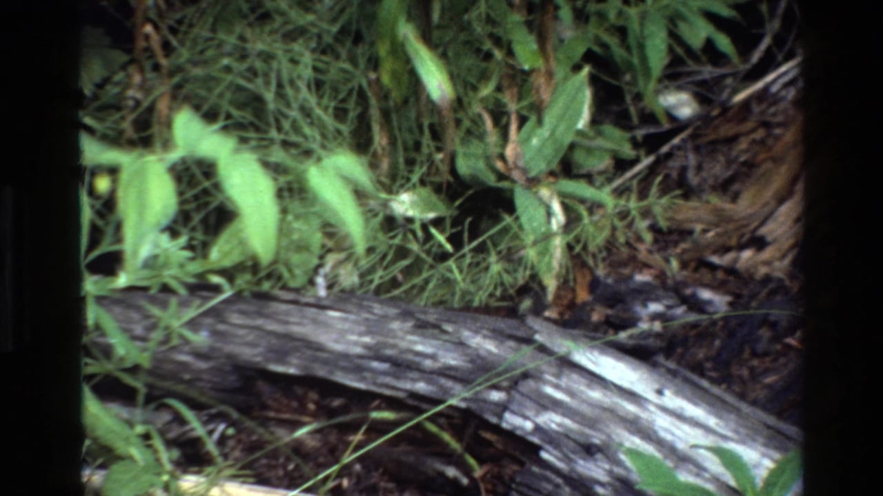 Grand Teton 1980 frame with a pale weathered log, green foliage, grasses, and shaded forest debris.