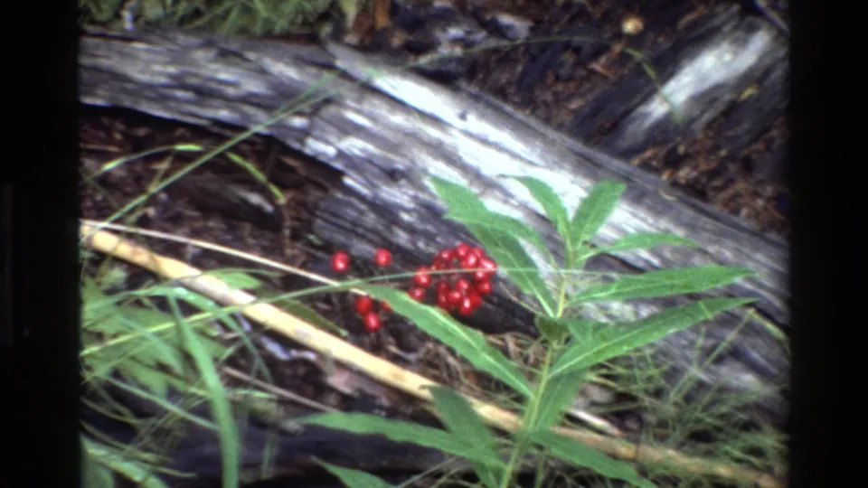Grand Teton 1980 close-up of small red berries beside green leaves, grass, and a gray fallen log.