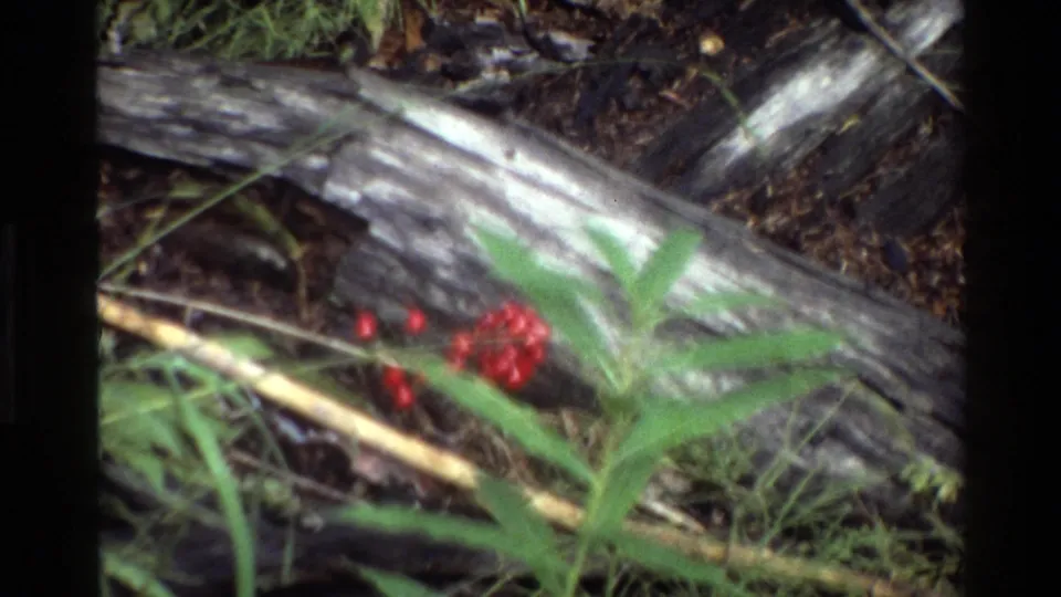 Grand Teton 1980 home-movie frame with blurred red berries, green foliage, grasses, and a fallen log.