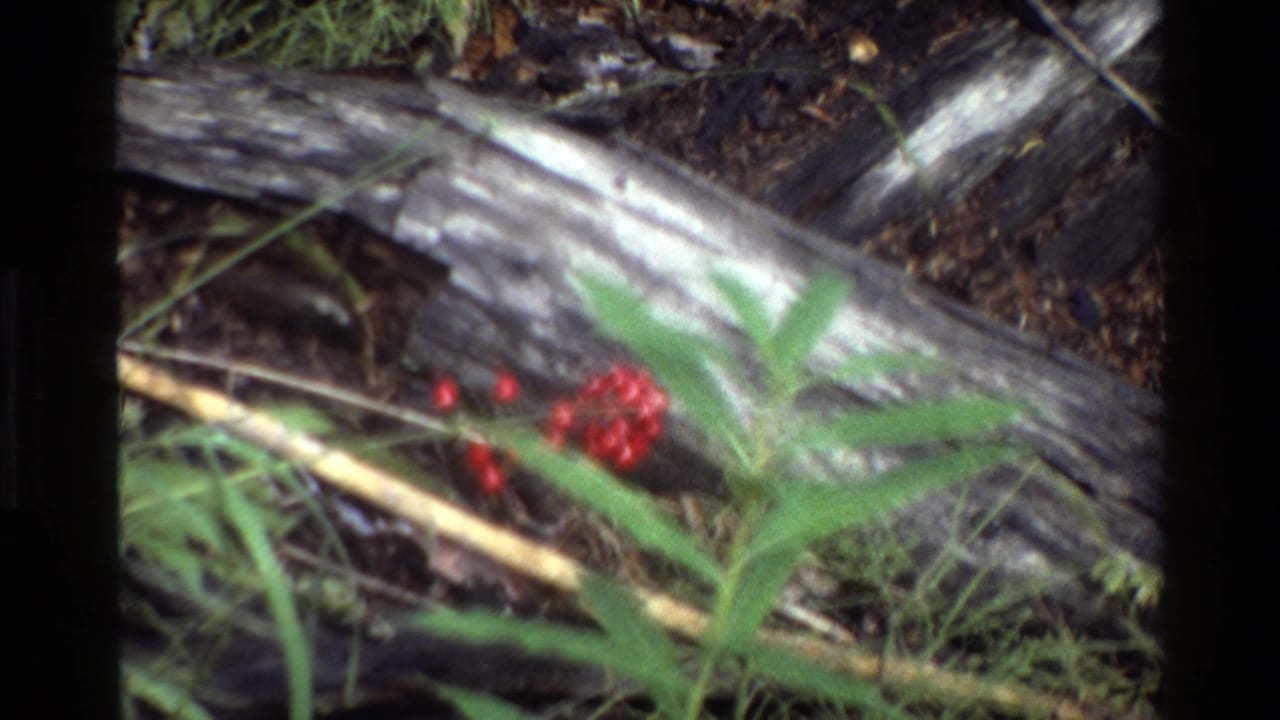 Close 1980 8mm view of red berries, leafy plants, and fallen logs in the Grand Teton, Wyoming landscape.