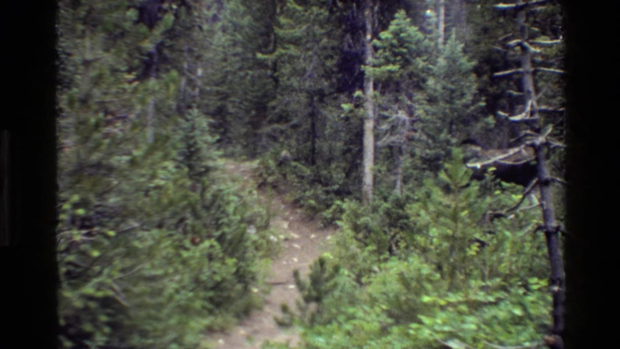 Narrow dirt trail running through dense evergreen forest and green undergrowth.