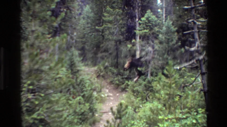 A large dark brown moose-like animal appears along the Grand Teton forest path, partly obscured by brush.