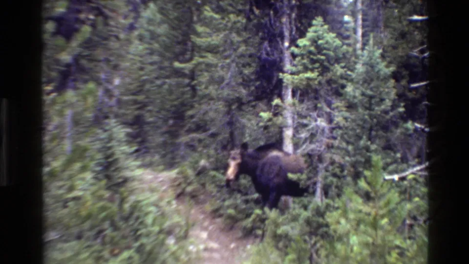 The animal is clearer in the wooded Grand Teton frame, walking near the trail amid conifers and brush.