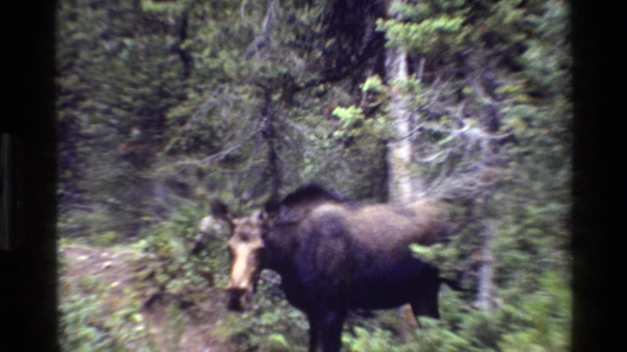 1980 8mm Grand Teton footage shows a moose without antlers partly side-on in a forest clearing with green underbrush.
