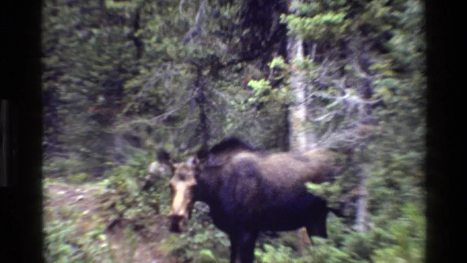 1980 8mm Grand Teton footage shows a moose without antlers partly side-on in a forest clearing with green underbrush.