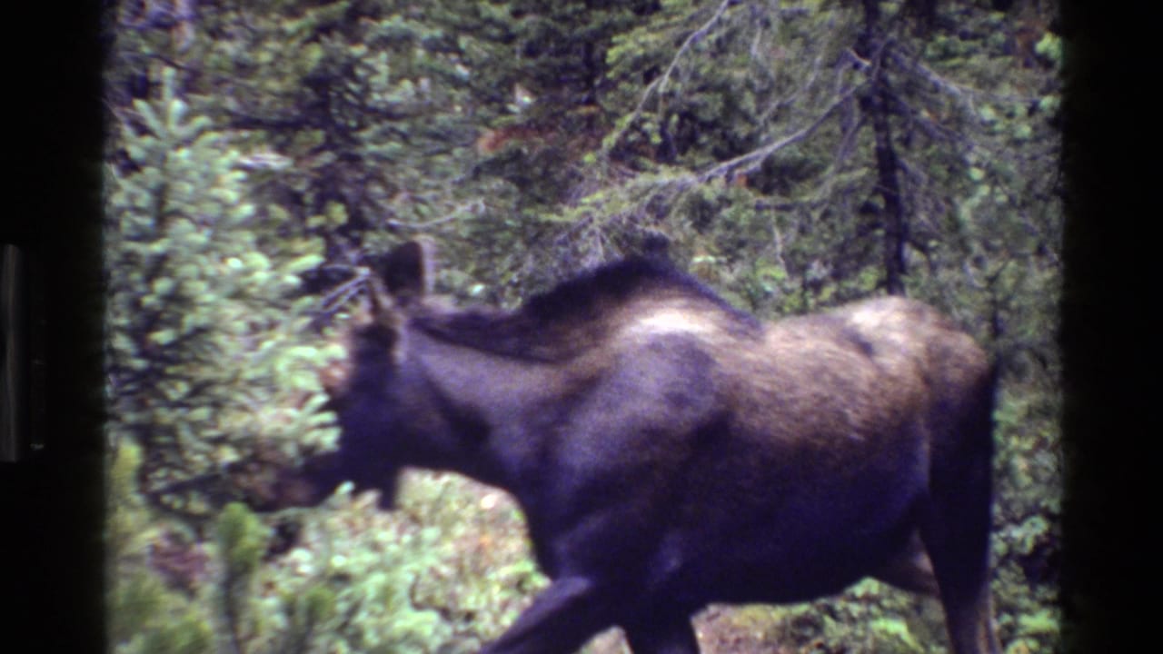 The moose moves across a Grand Teton forest scene, partly framed by leafy brush and tall trees in soft 8mm color.
