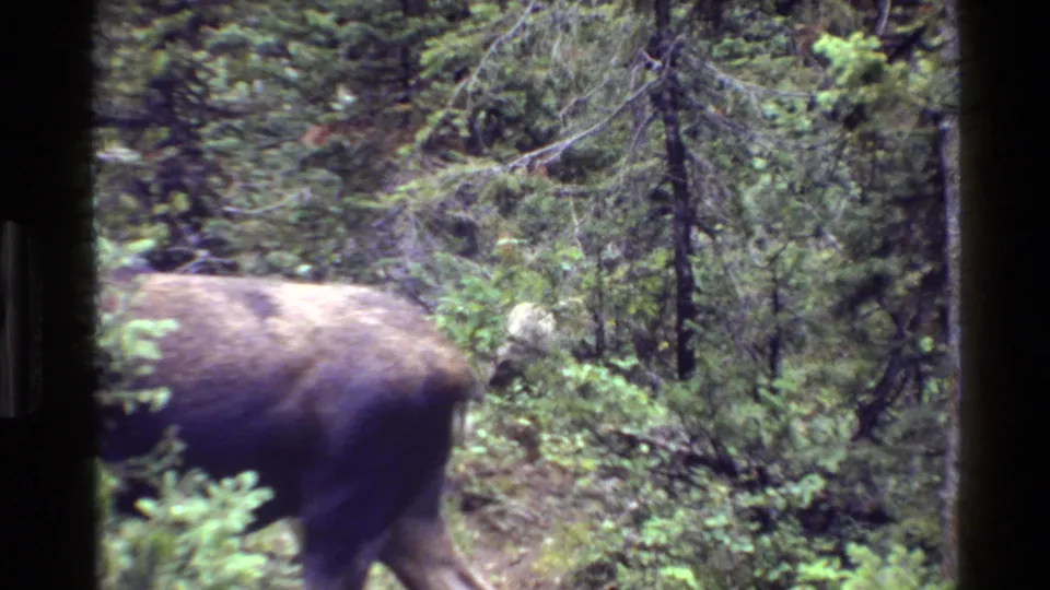 The moose is partly out of frame as it moves through Grand Teton woodland, with brush and tree trunks filling the scene.
