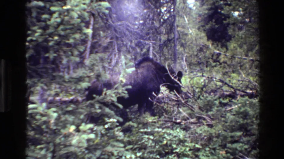A moose is partially obscured by Grand Teton woodland vegetation near the end of the short 8mm wildlife shot.