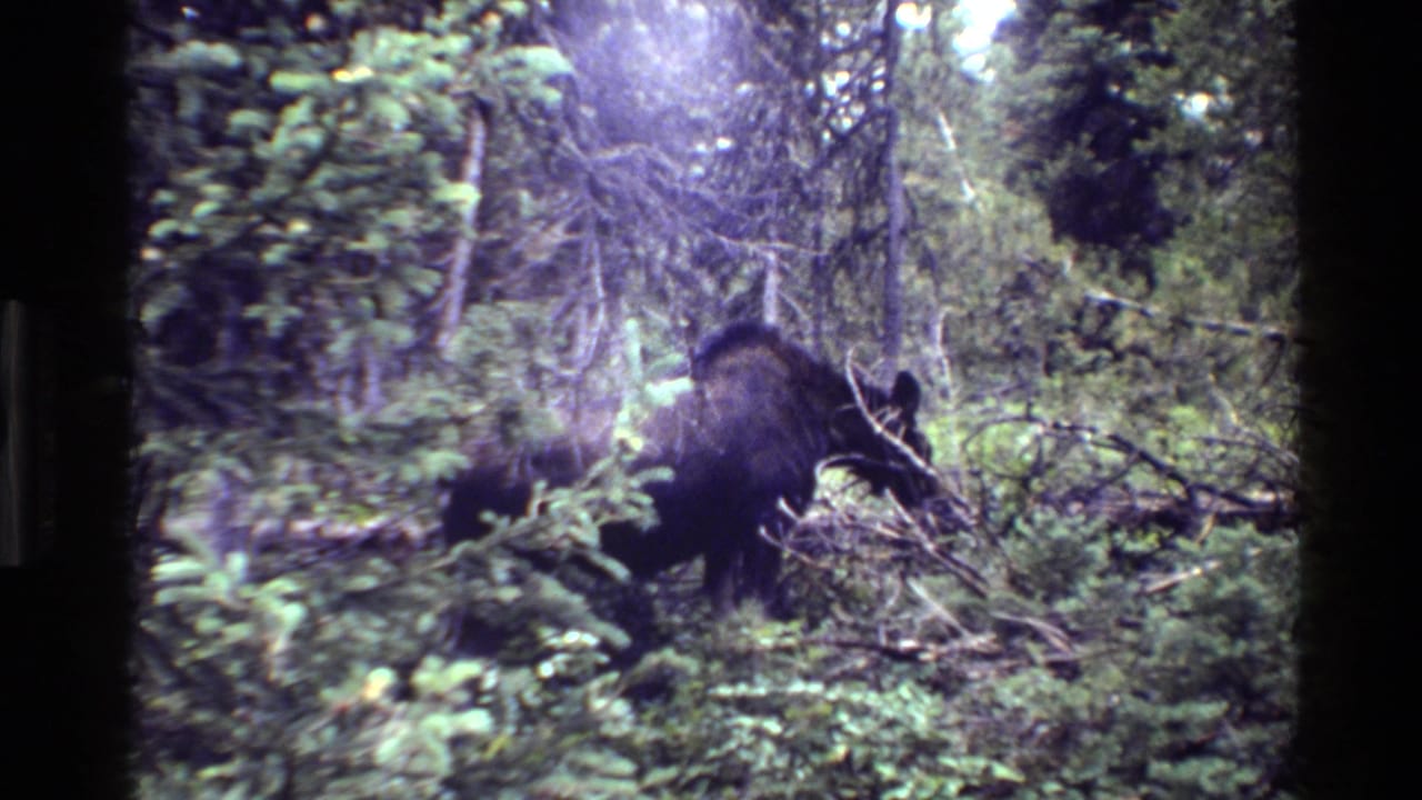 Moose browsing among dense forest shrubs and evergreen branches.