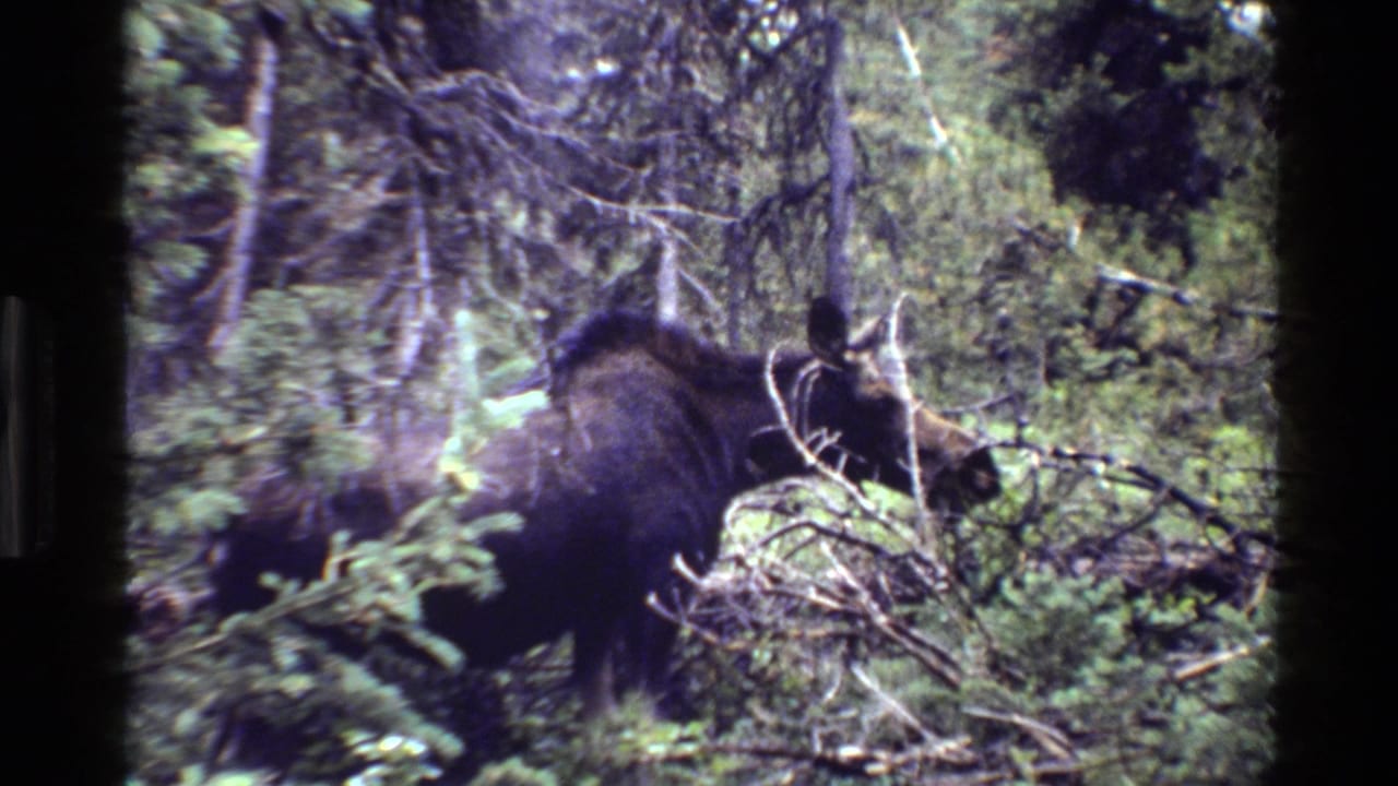 The moose is partly hidden by branches as it browses in a forested Grand Teton setting.