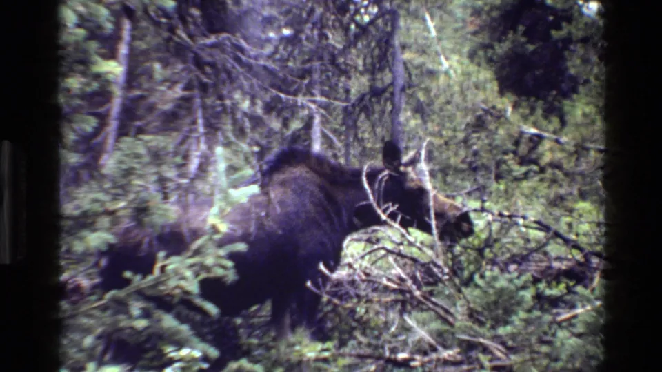 The moose is partly hidden by branches as it browses in a forested Grand Teton setting.