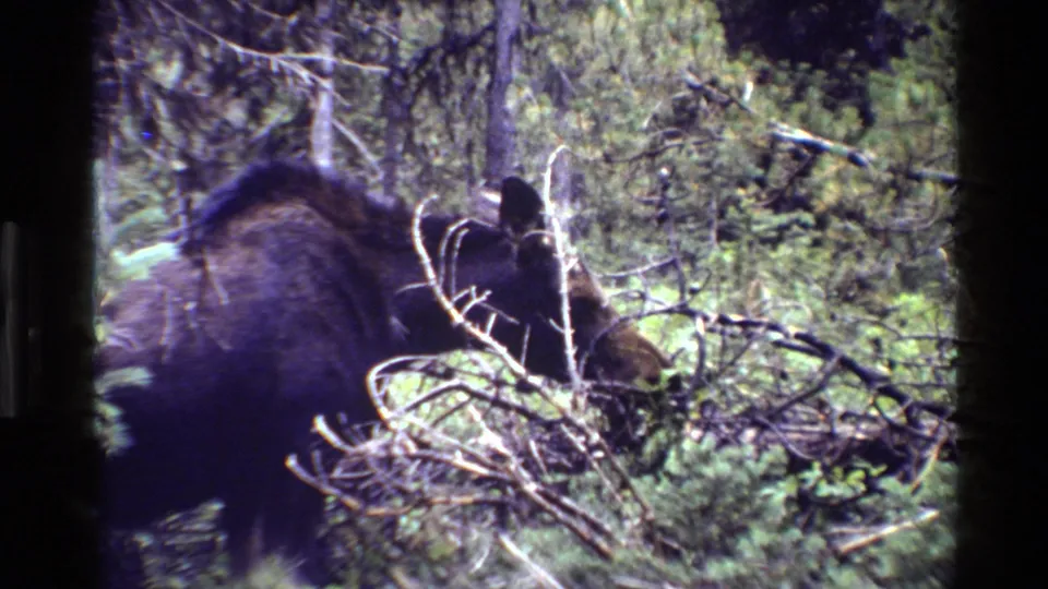 A closer 8mm frame shows the moose partly blocked by pale branches and green underbrush.