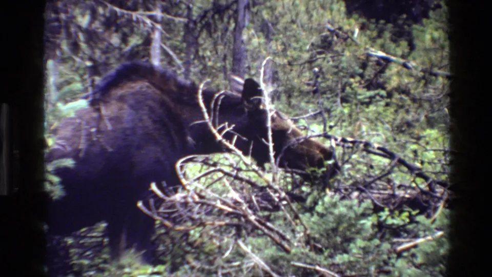 The moose continues browsing in dense Grand Teton forest brush, seen through foreground branches on 8mm film.