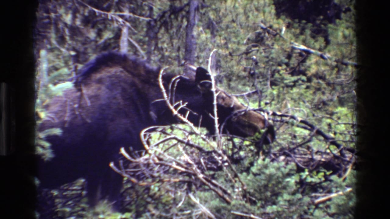 A moose stands partly hidden among branches and shrubs in Grand Teton forest footage from 1980.