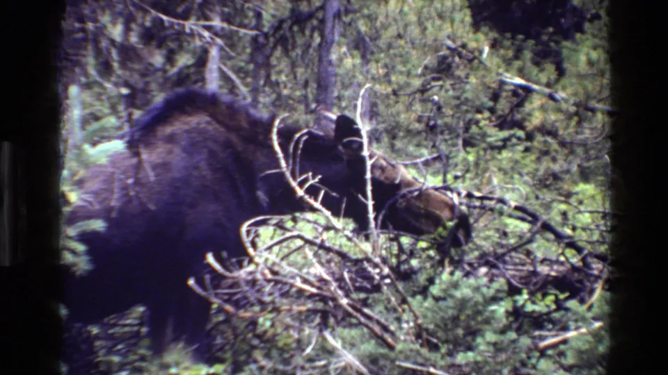 A moose stands partly hidden among branches and shrubs in Grand Teton forest footage from 1980.