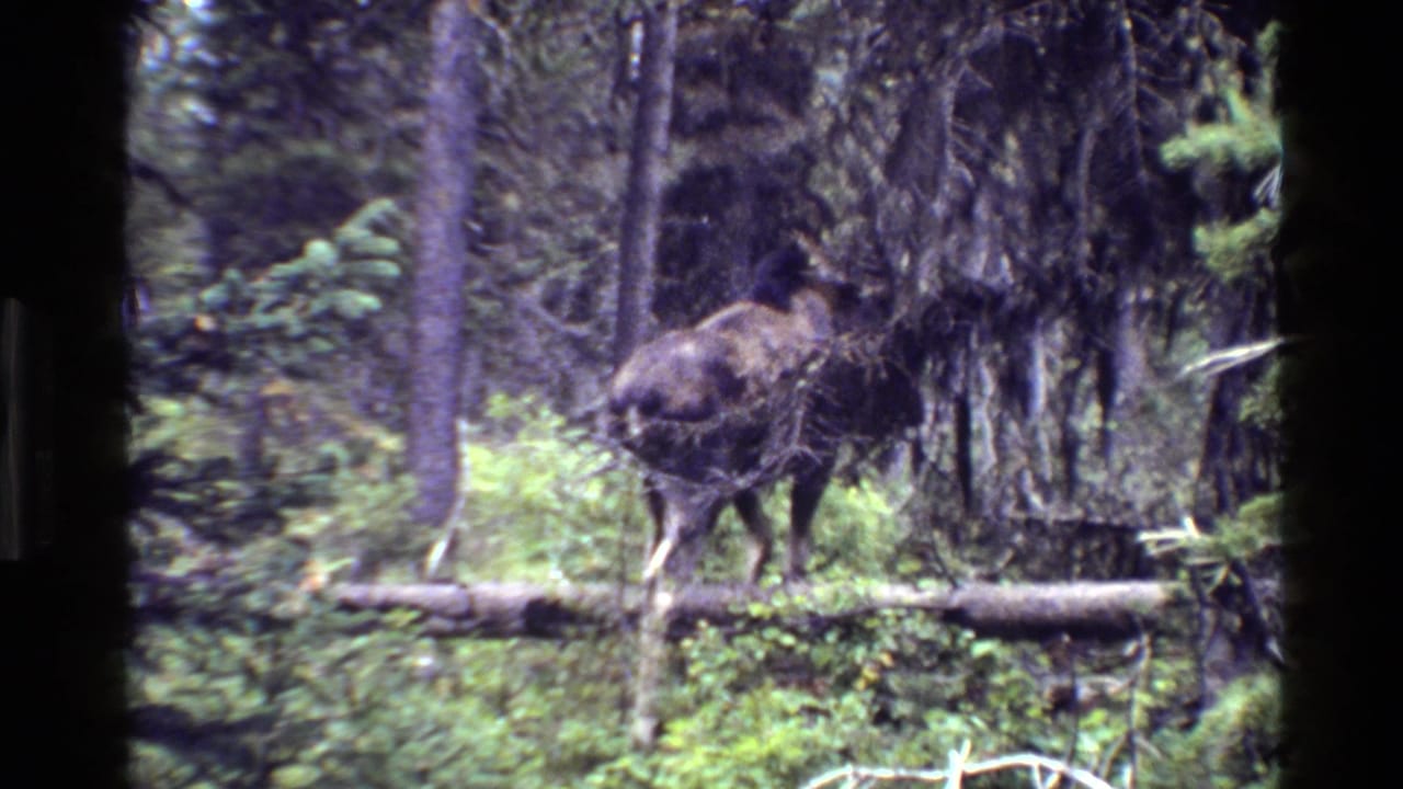 Moose moving behind a fallen log among trees and brush.
