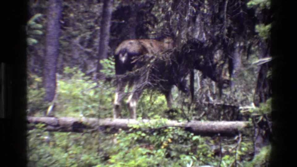 A dark moose crosses through trees and brush in soft, handheld 8mm footage from Grand Teton in 1980.