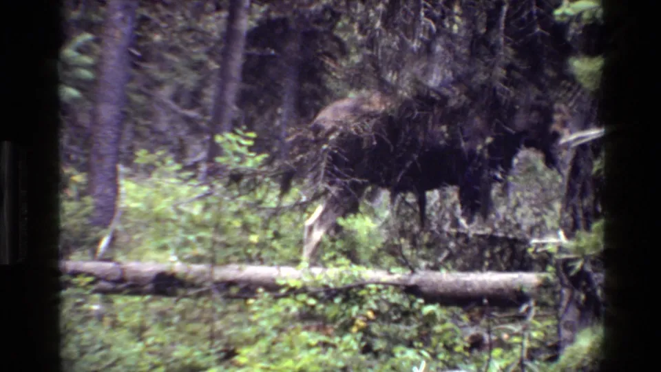A moose stands near a fallen log amid dense Grand Teton forest vegetation in 1980 8mm footage.