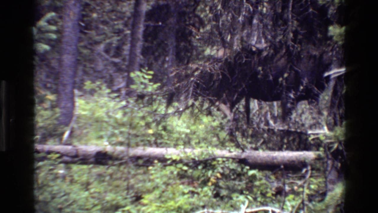 1980 Grand Teton 8mm frame showing a moose partly obscured by trees, brush, and a fallen log in a forested wetland.
