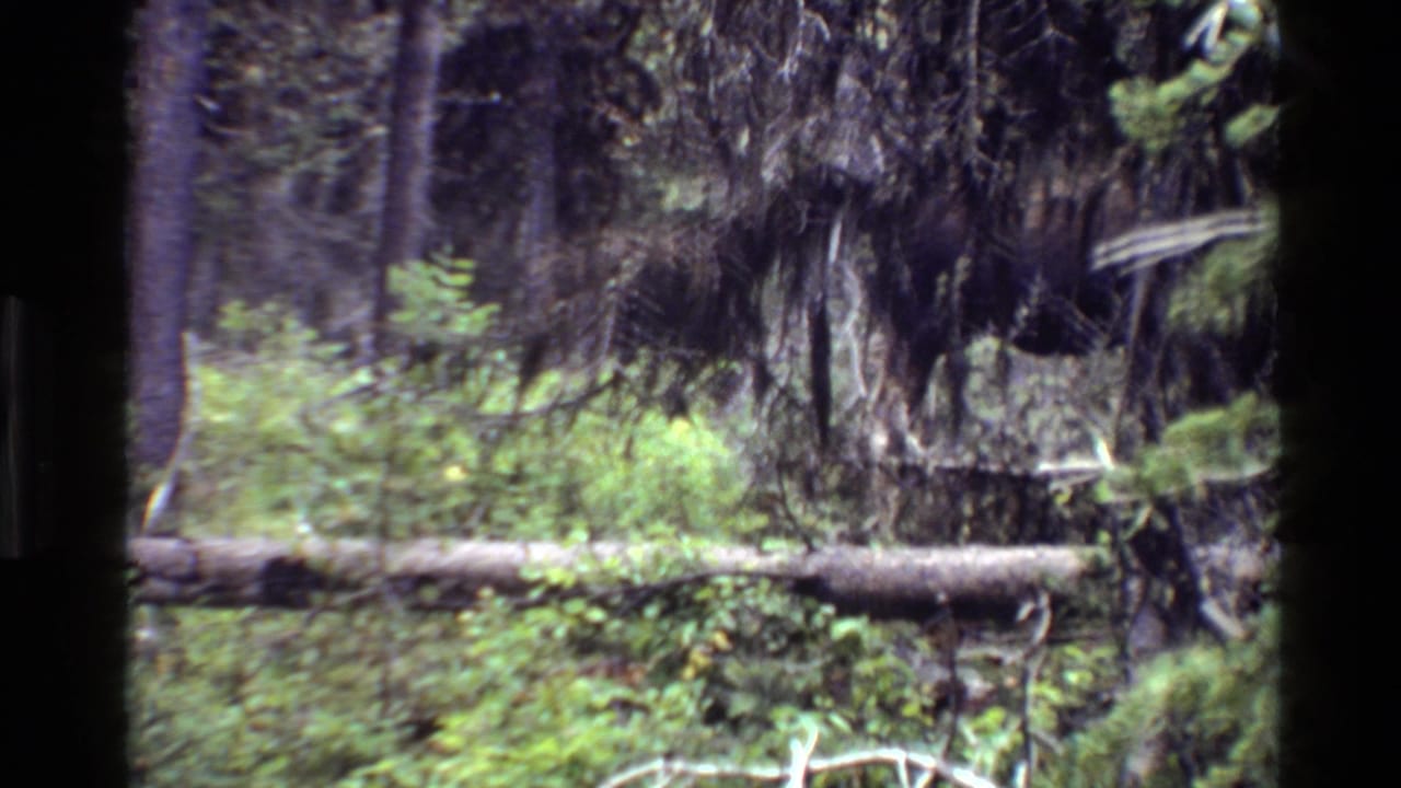 Grand Teton home-movie frame with the moose still hidden in dense trees and wetland vegetation, seen through soft 8mm exposure.