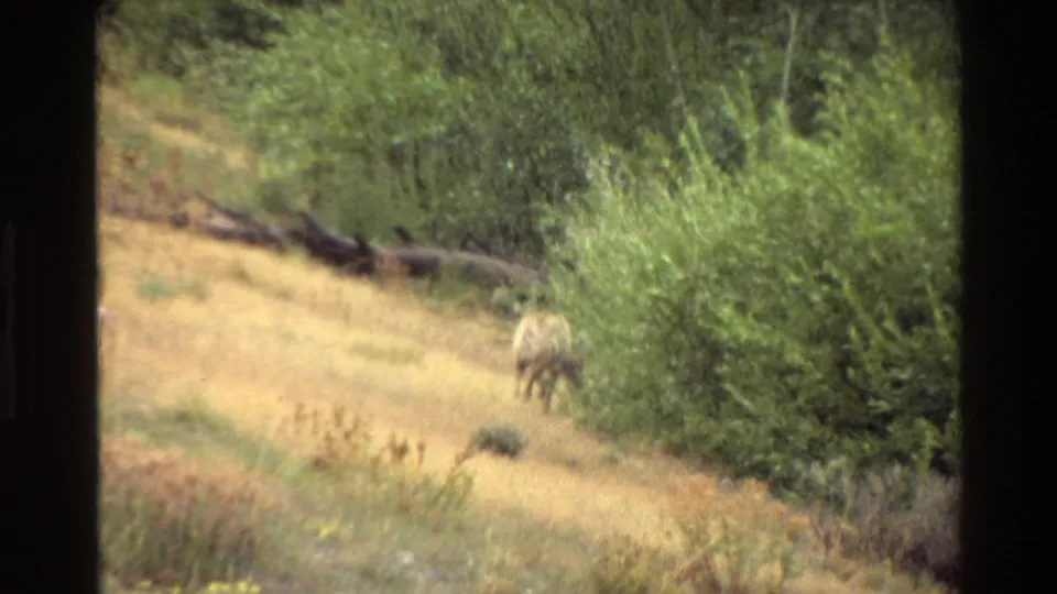 1980 Grand Teton home-movie frame showing a small fox in yellow grass near dense green brush.