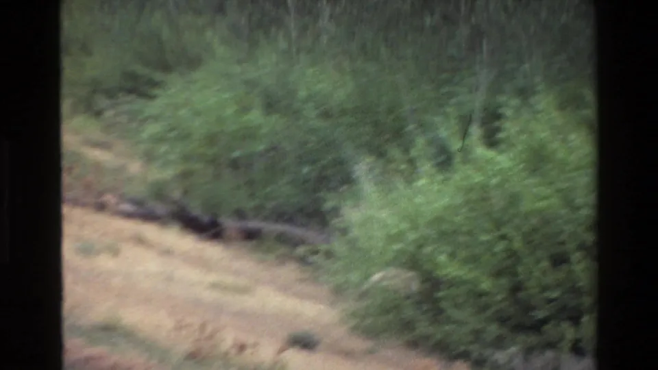 Soft, blurred 8mm frame of yellow grass and green brush after the fox passes through the scene.