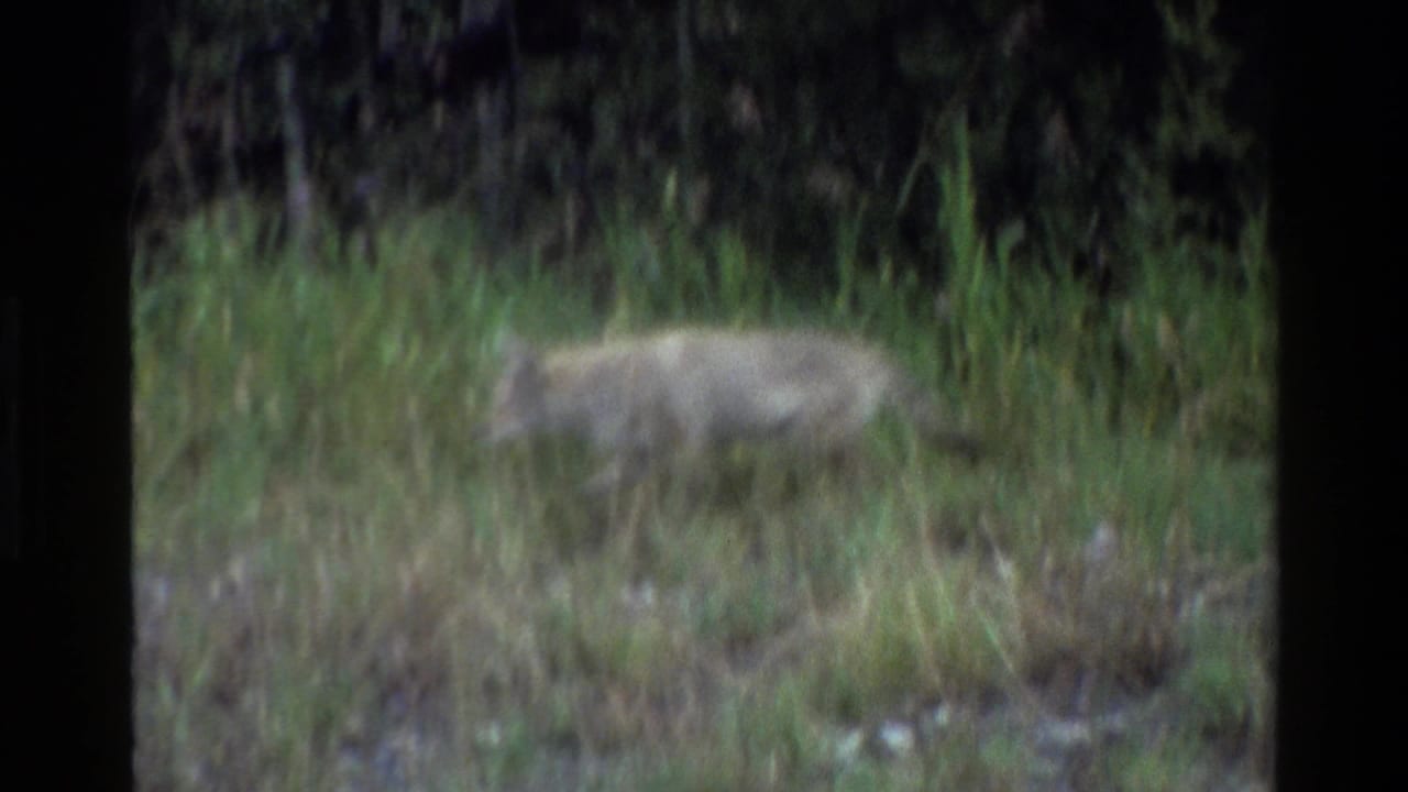 1980 8mm Grand Teton footage showing a coyote moving through tall green grass near a shaded forest edge.