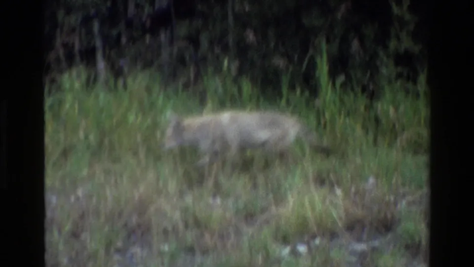 1980 8mm Grand Teton footage showing a coyote moving through tall green grass near a shaded forest edge.