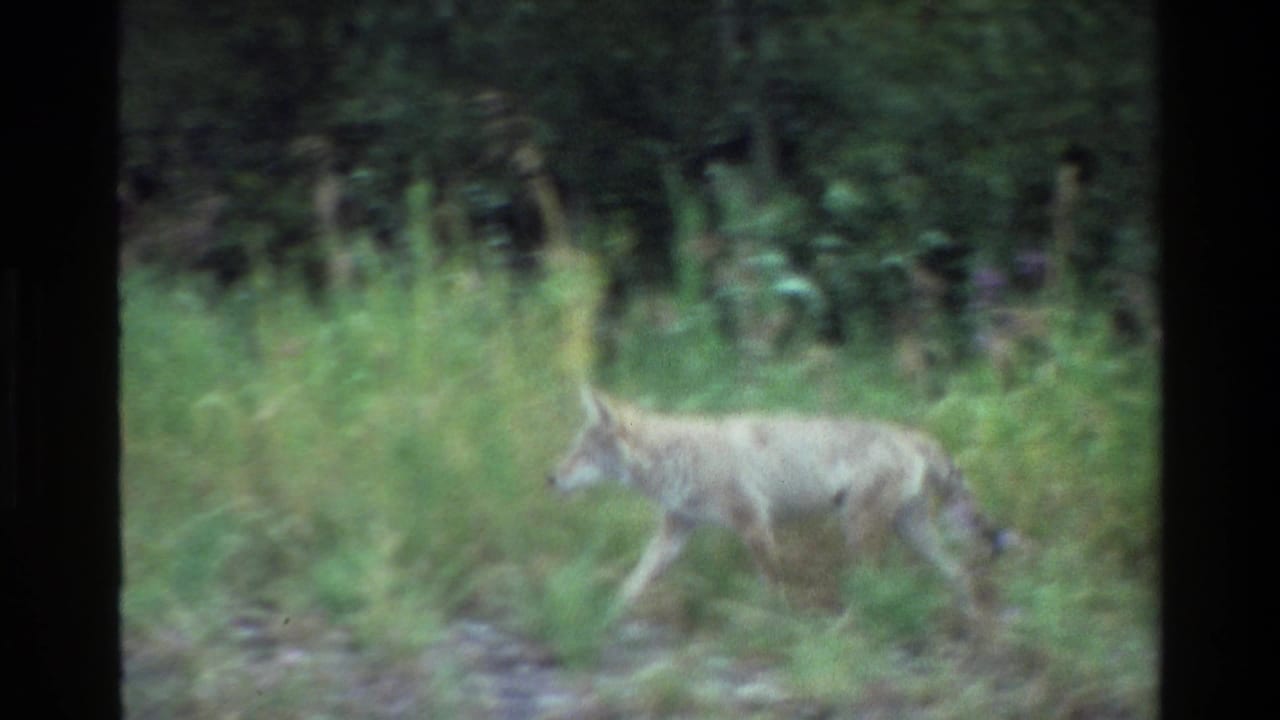 Coyote walking through grass with trees and undergrowth behind it.