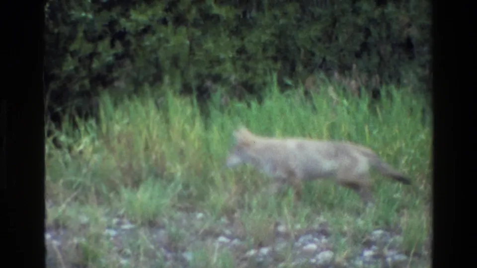 1980 home-movie frame of a coyote walking left through tall grass and scattered stones in a Wyoming forest setting.