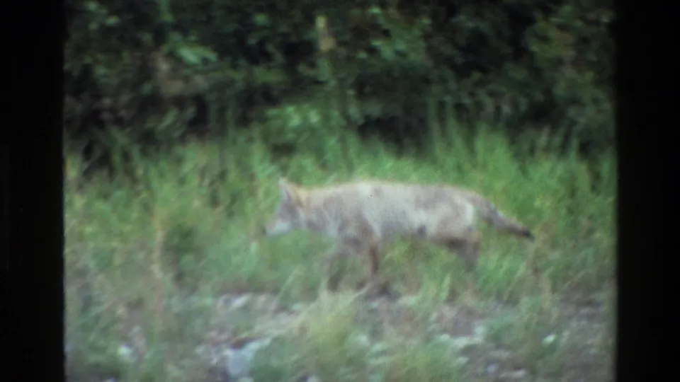 A coyote moves through green grass against a wooded backdrop in vintage 8mm Grand Teton wildlife footage.