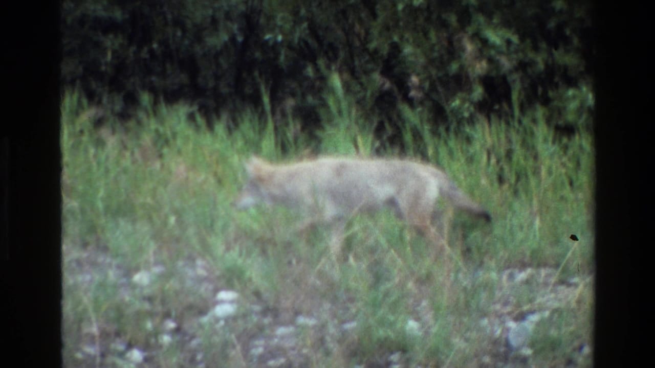 A coyote walks left to right through grassy, rocky terrain in Grand Teton, Wyoming, in supplied 1980 8mm footage.