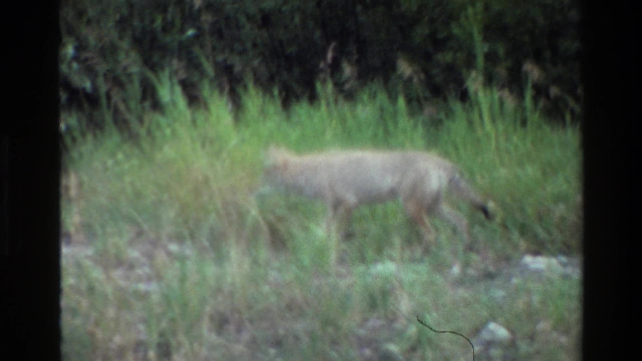 Coyote partly blurred as it moves across green grass in front of trees.