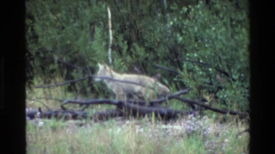 A coyote moves behind low fallen branches and brush in the supplied 1980 Grand Teton home-movie footage.