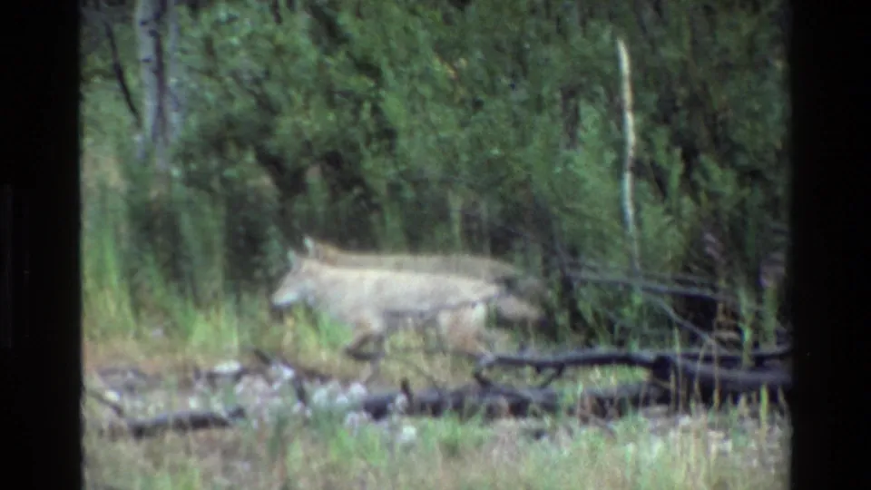 The coyote remains in profile near fallen limbs and grasses in the Grand Teton wooded terrain.