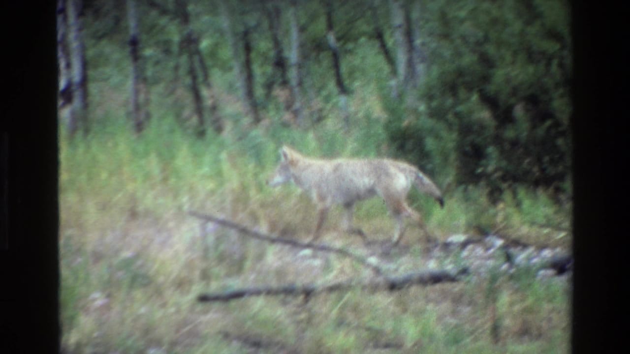 Coyote moves left to right through a Grand Teton forest clearing in 1980 8mm home-movie footage.