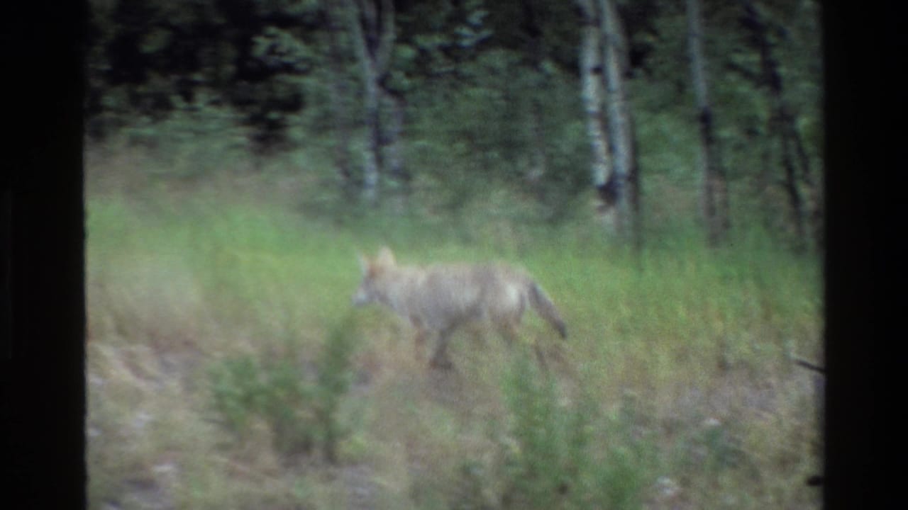 Coyote partly blurred while moving through grass near trees.