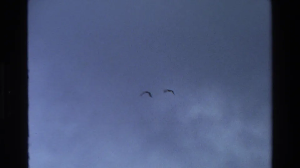 Two small birds cross a pale blue sky in a brief overhead 8mm shot from the same wildlife clip.
