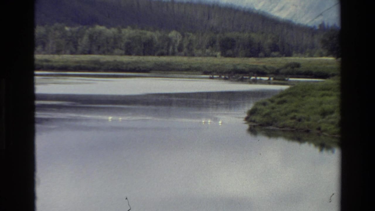 Calm river with green bank, distant trees, mountains, and small white birds on the water.
