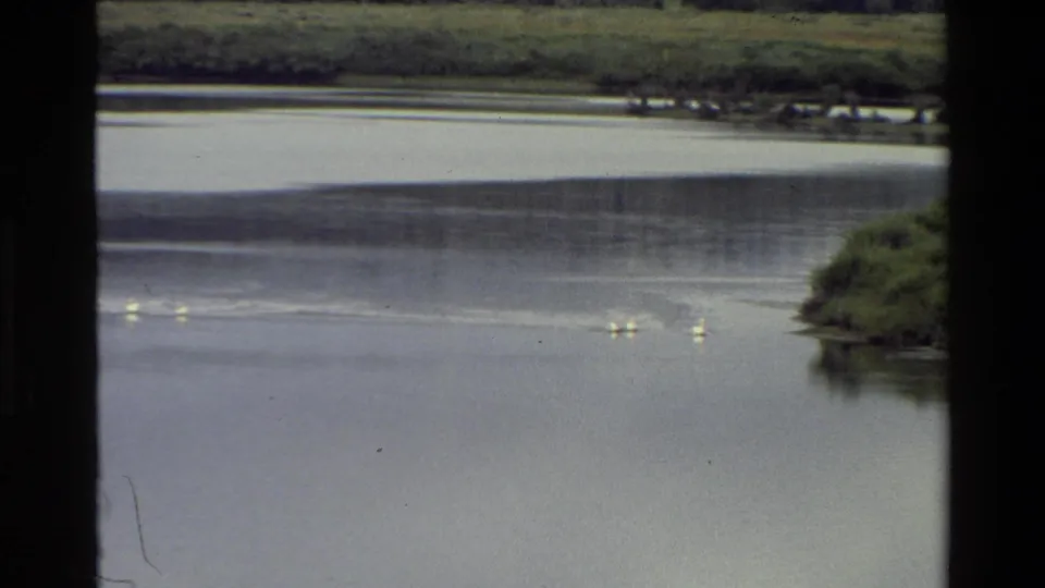1980 Wyoming home-movie frame showing small white birds on reflective river water near green banks and a distant shoreline.